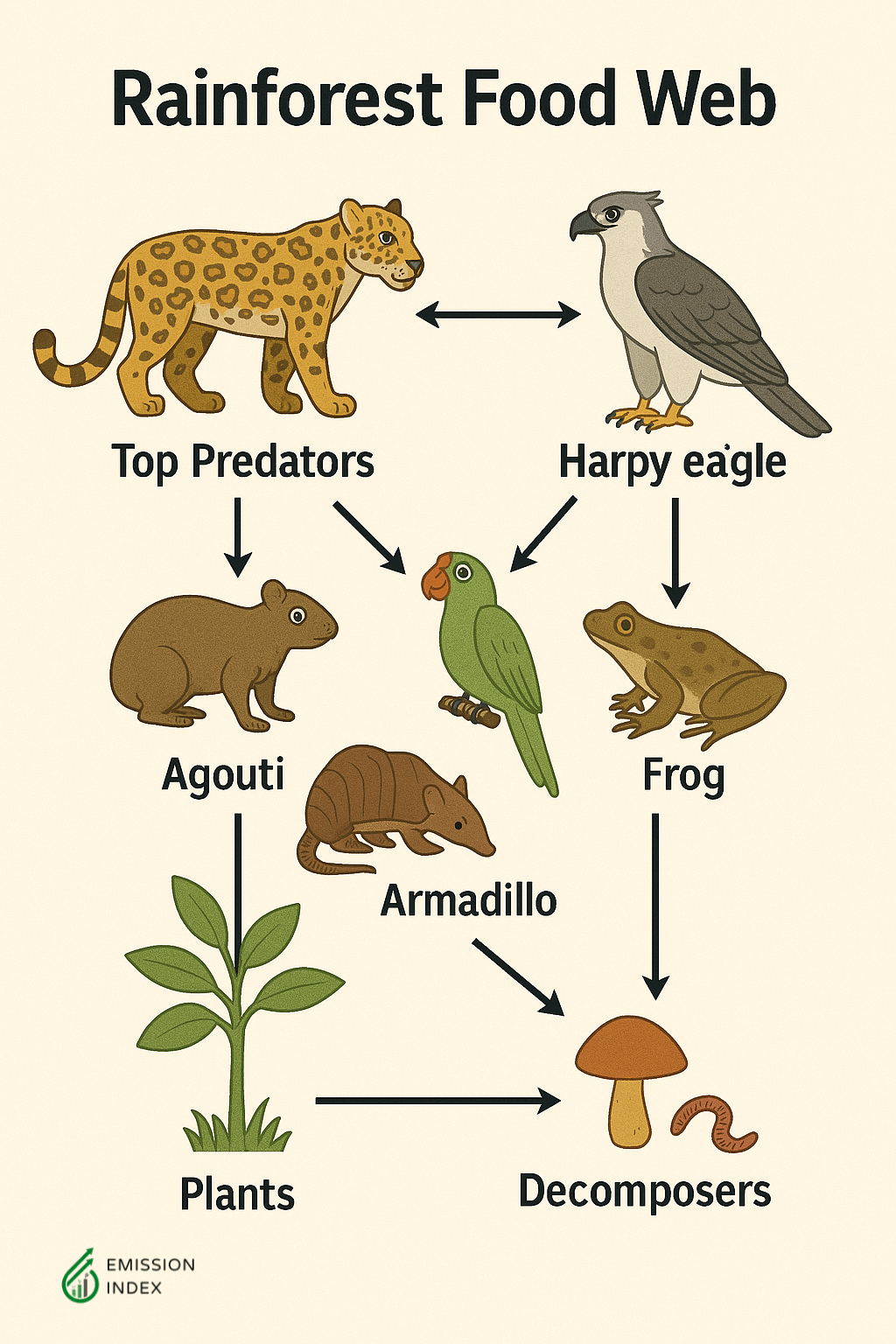 A complex illustration of a rainforest food web showcasing the interconnectedness of various species