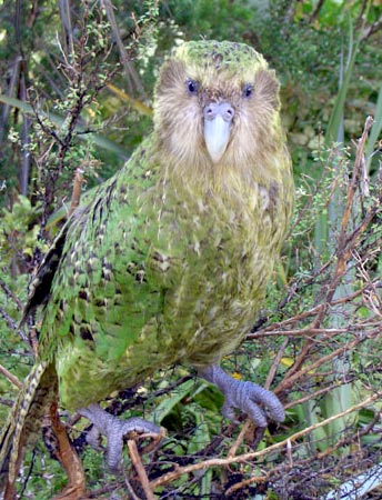 A Kakapo perched on a branch in its native New Zealand forest