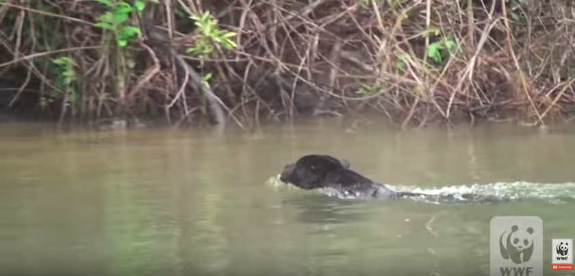 A majestic jaguar gracefully swimming in the Amazon River showcasing its hunting prowess