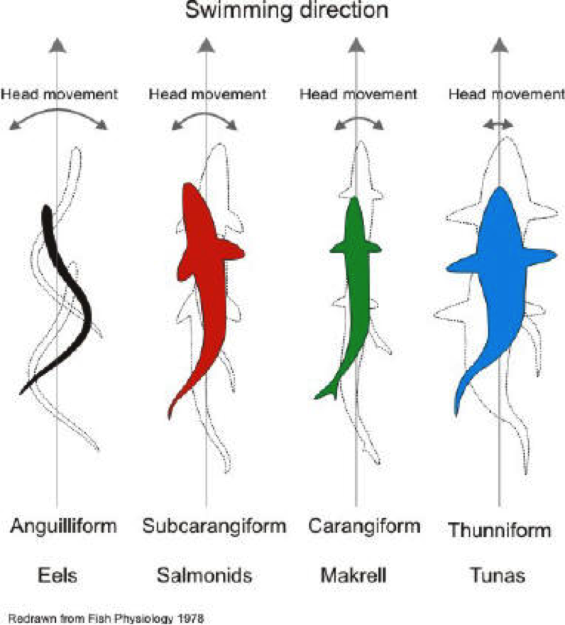A tuna demonstrating its streamlined body shape perfectly adapted for efficient swimming in the open ocean
