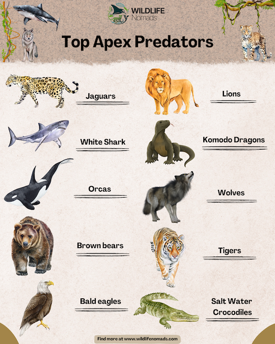 Examples of iconic carnivores like lions wolves and orcas