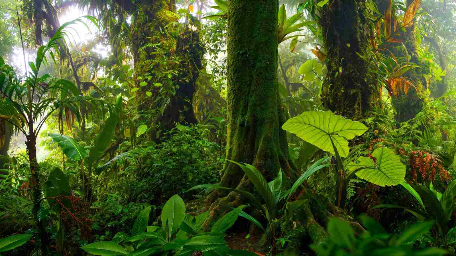 The lush canopy of a tropical rainforest teeming with life