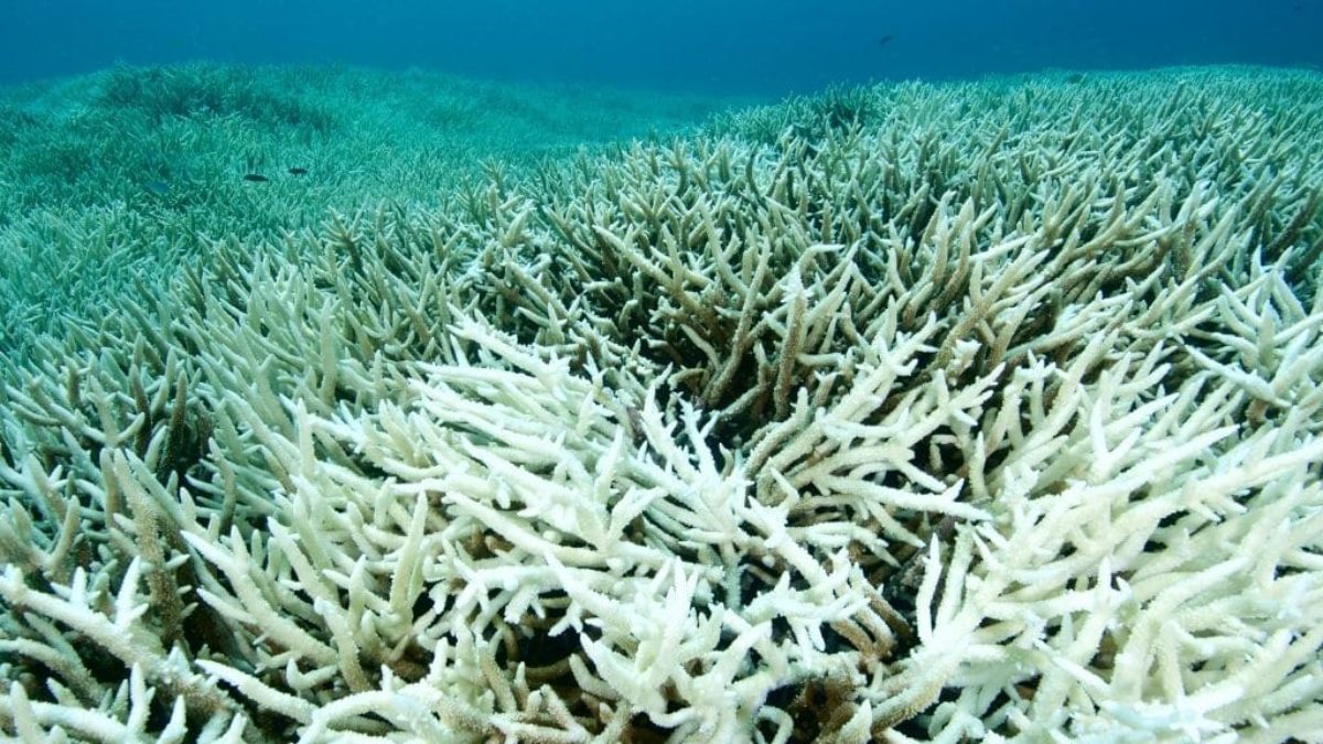 The devastating impact of climate change on coral reefs