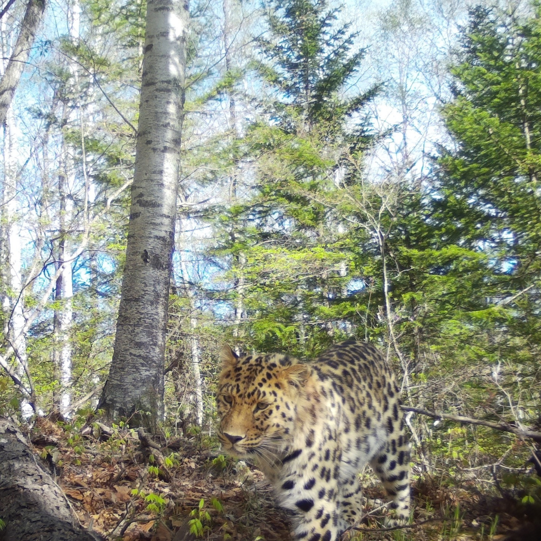 The elusive Amur Leopard in its shrinking forest habitat