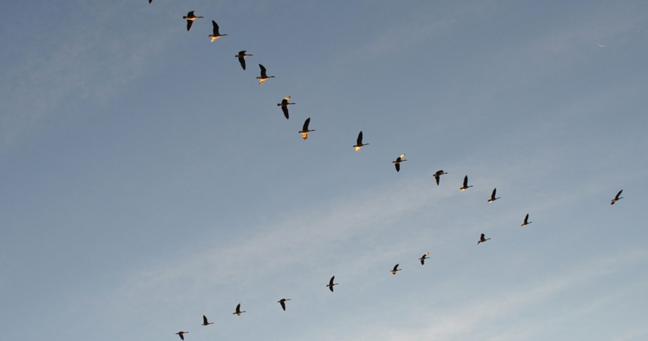 Connecting the basic shapes to create a more defined form