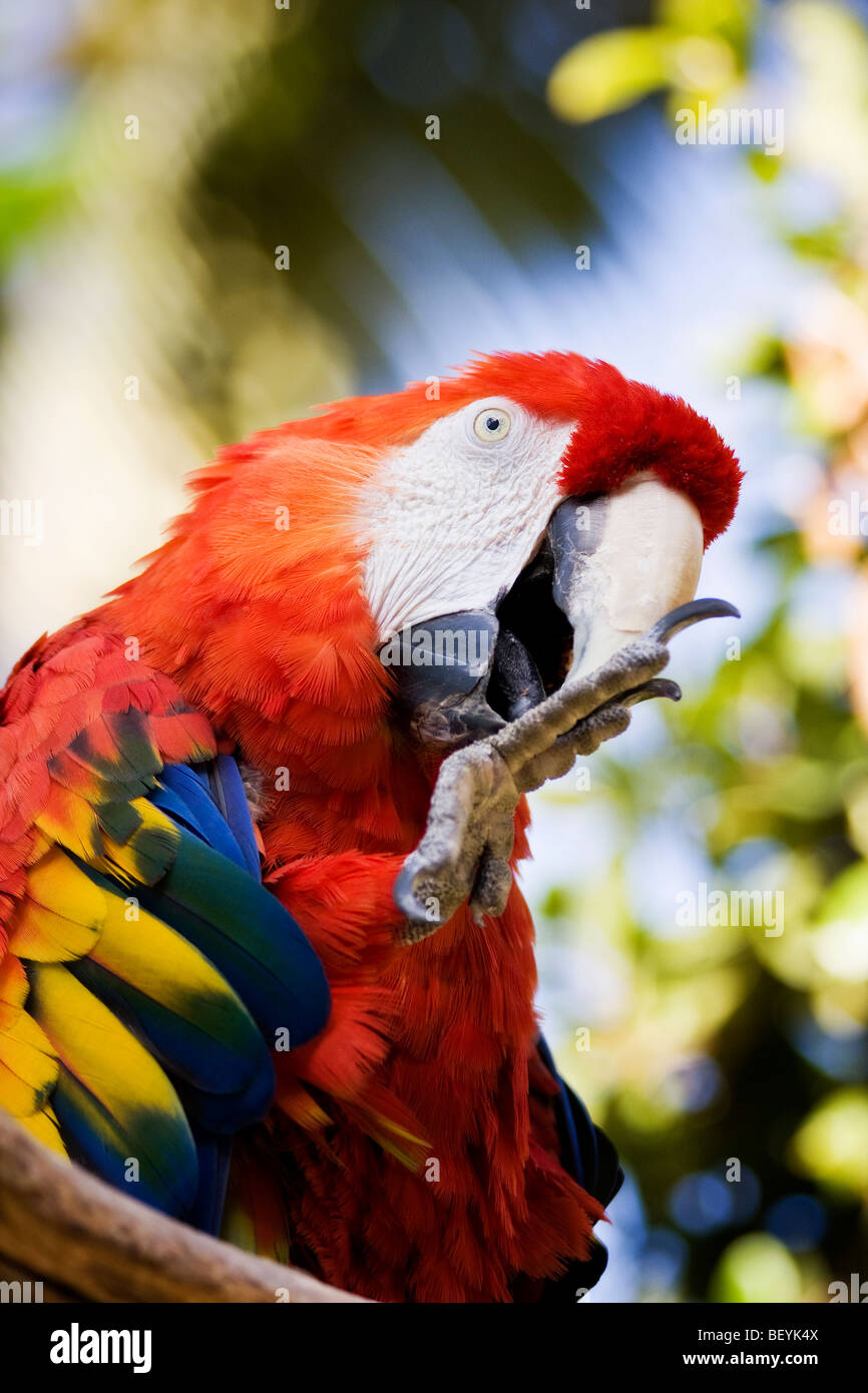 A vibrant Scarlet Macaw displaying its stunning plumage