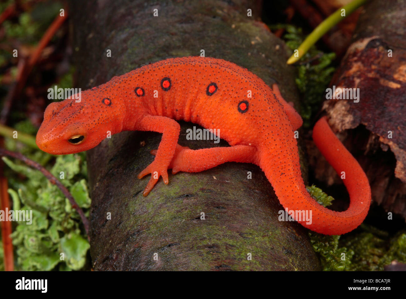 A vibrant red eft salamander crawling on the forest floor showcasing its terrestrial phase