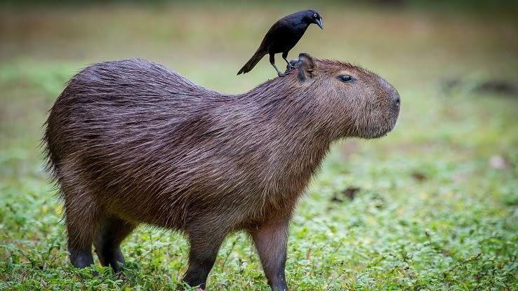 A closeup of a hummingbird pollinating a rainforest flower illustrating a mutualistic relationship