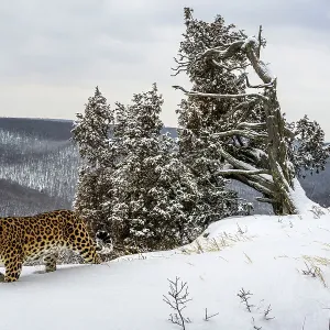 An Amur leopard stealthily moving through its snowy habitat in the Russian Far East
