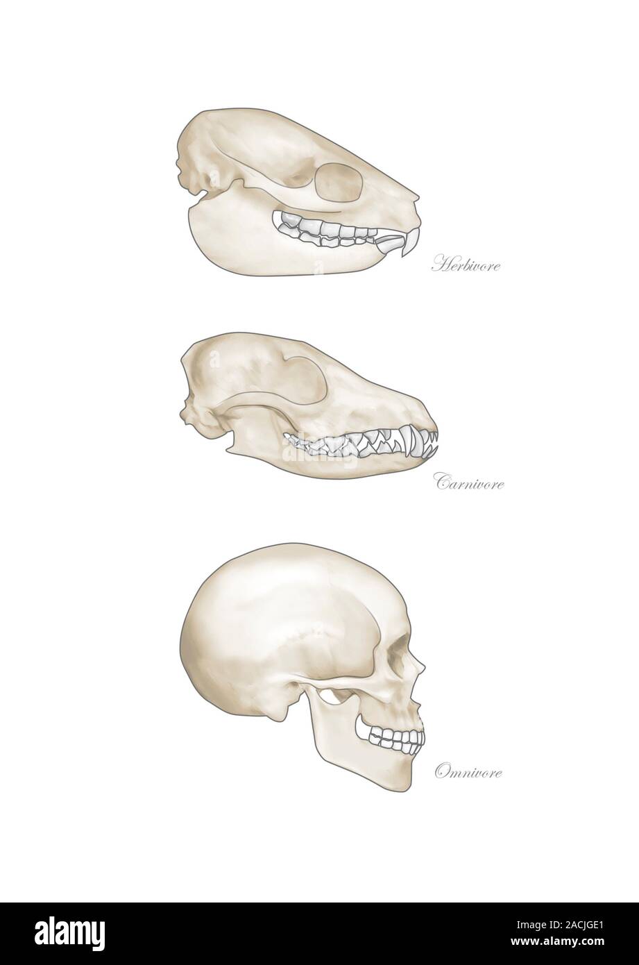Illustration comparing the teeth of omnivores and carnivores