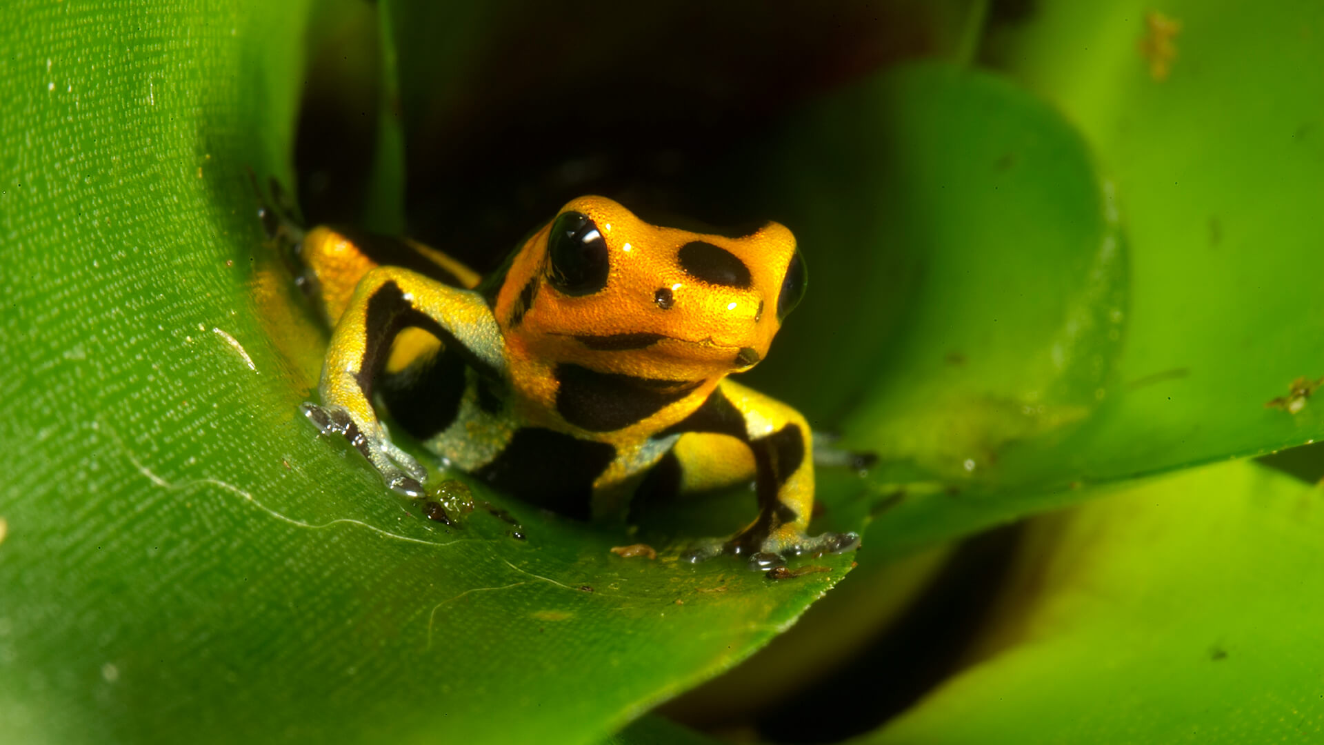 A vibrant golden poison frog showcasing its striking coloration and small size