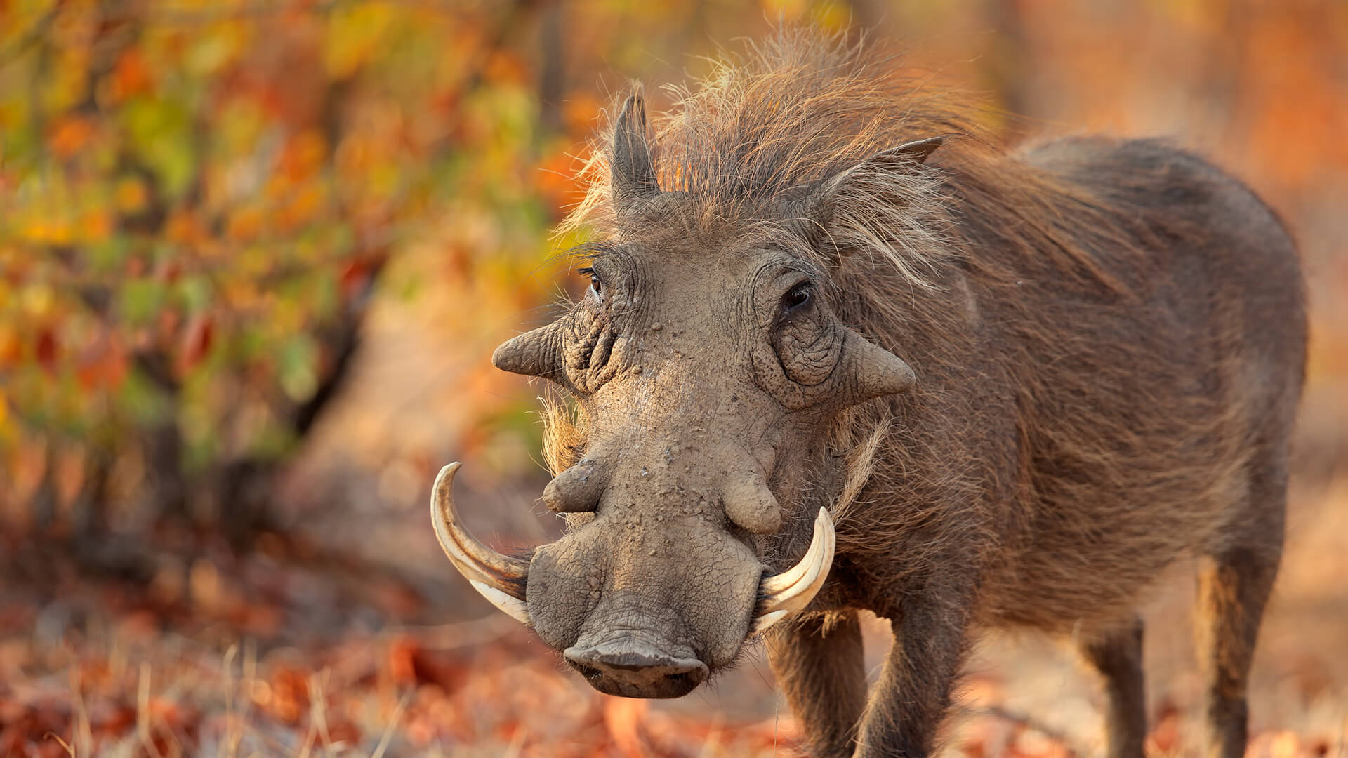 A Warthog displaying its prominent tusks