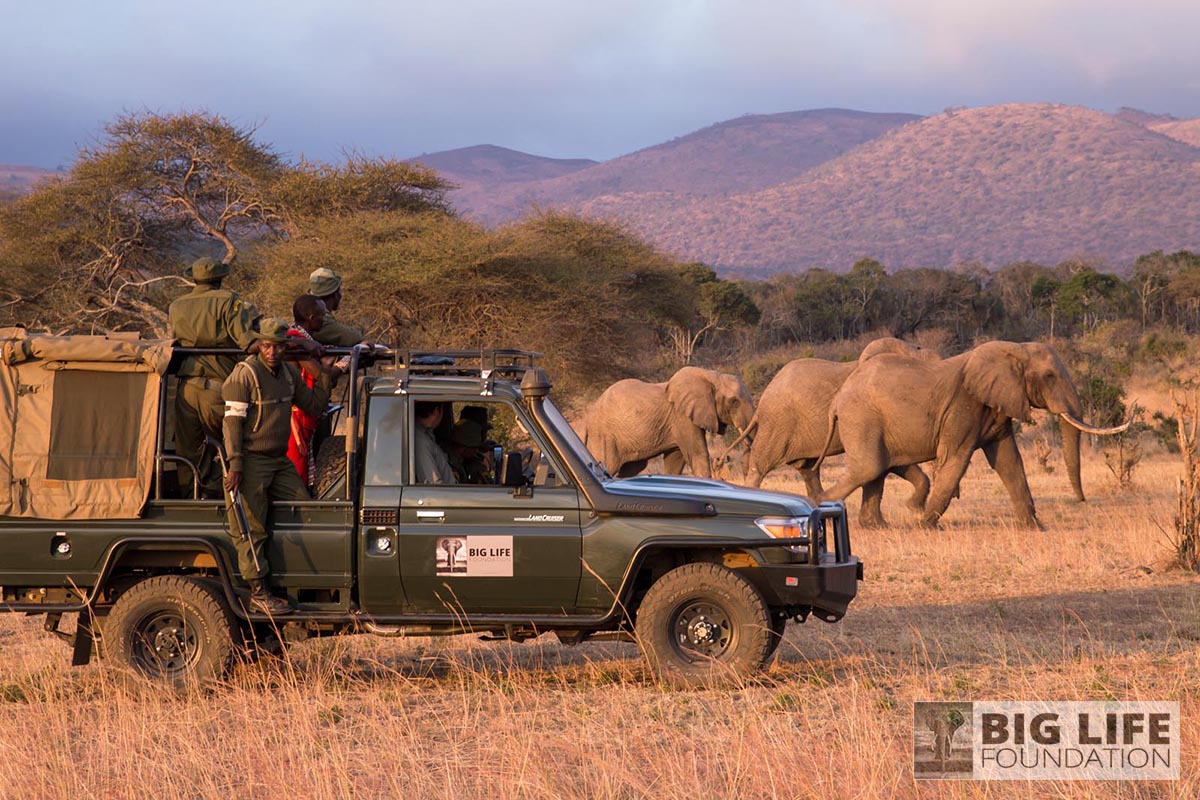 An antipoaching unit protecting African elephants from illegal hunting