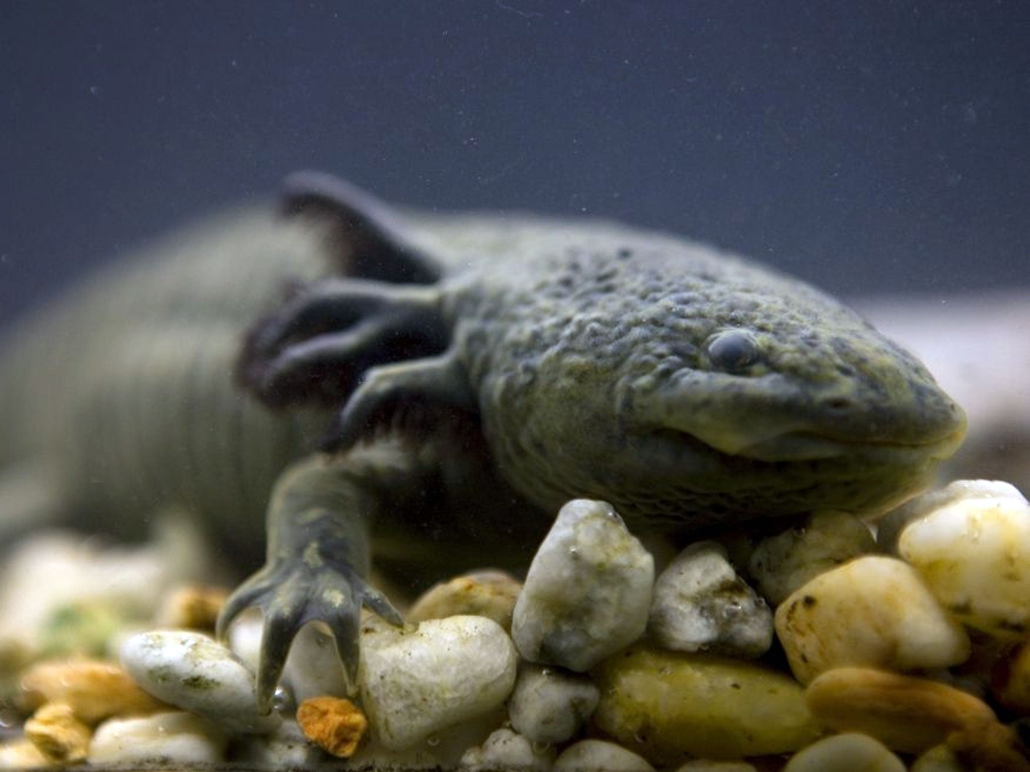 Axolotl the walking fish known for limb regeneration