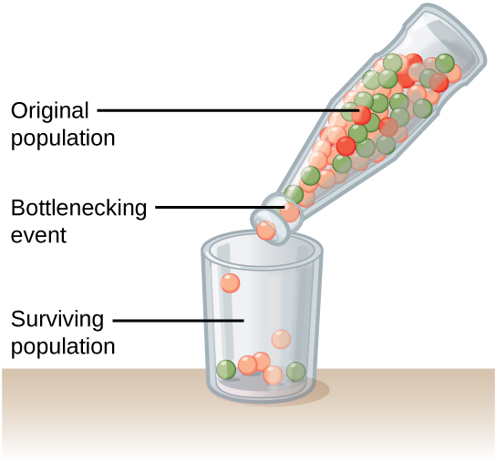 A genetic bottleneck reduces genetic diversity within a population