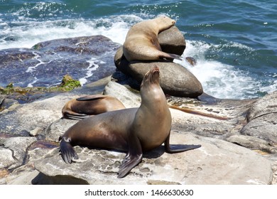 A playful California sea lion basking in the sun on rocky shores