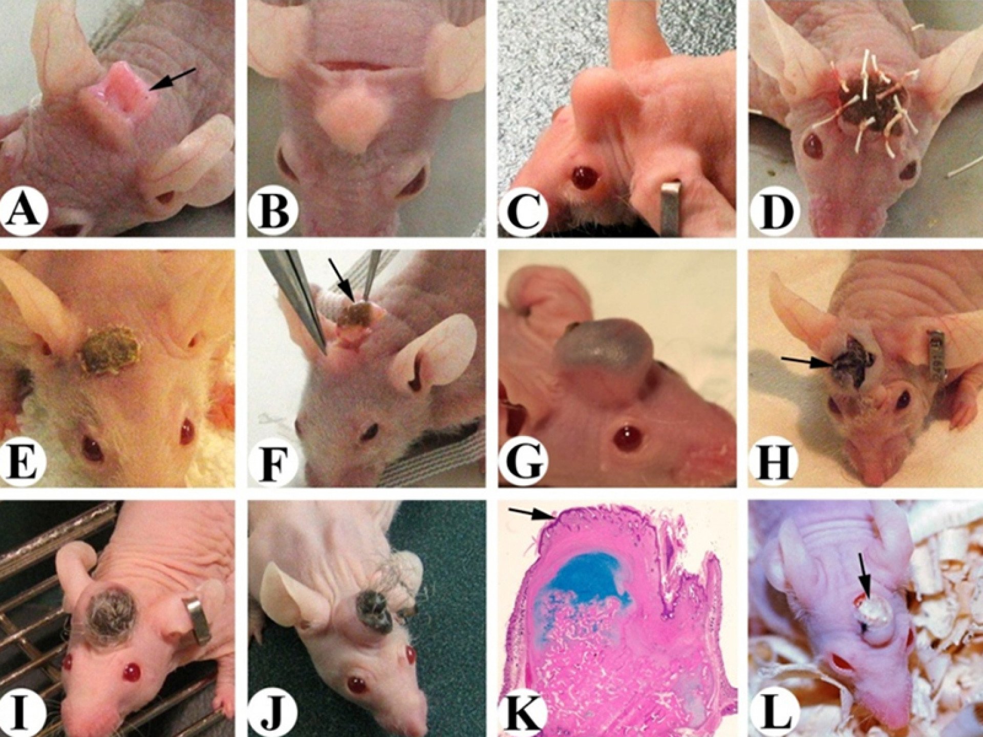 Researchers analyzing horn tissue samples in a laboratory setting highlighting the ongoing scientific investigation into horn biology