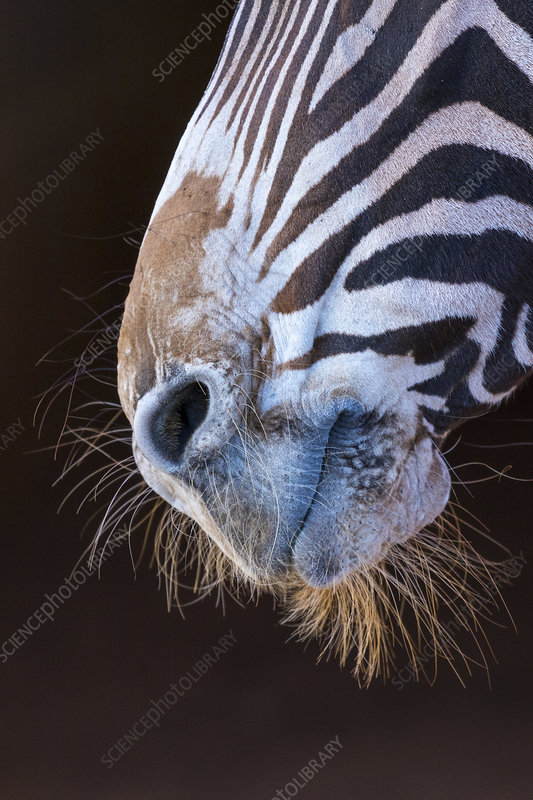 A striking portrait of a Grévys Zebra showcasing its large ears and distinctive stripe pattern