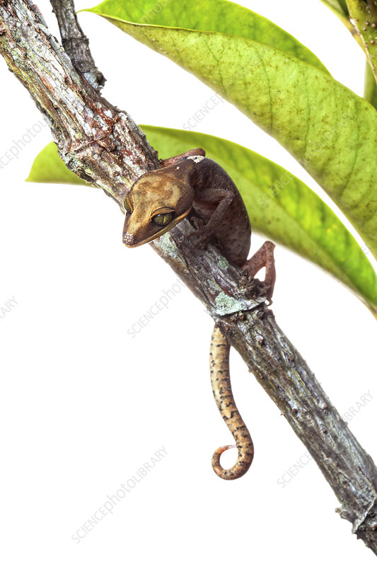 A Tokay Gecko demonstrating its incredible adhesive toe pads