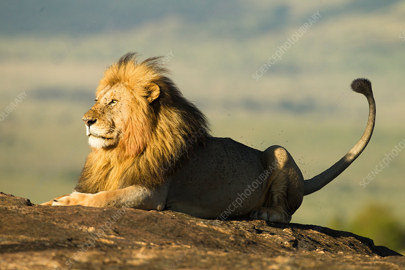 A majestic male lion surveying his territory