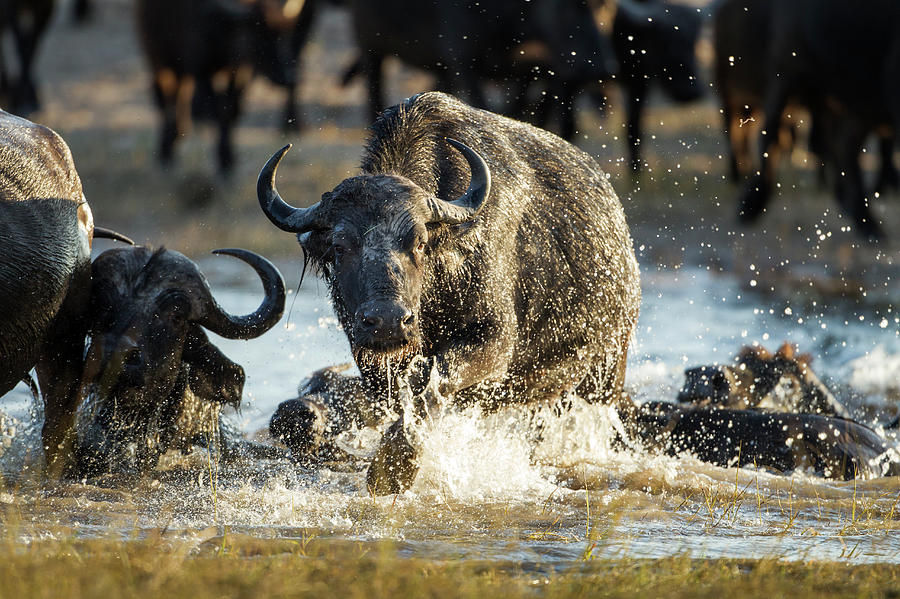 A large herd of Cape buffalo powerfully crossing a muddy river