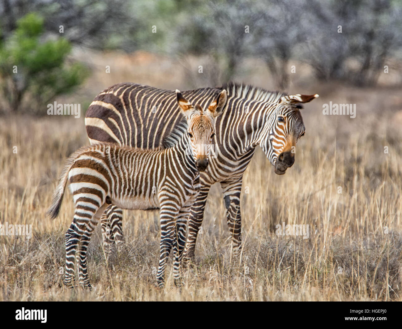 A zebra foal standing close to its mother in the African savanna
