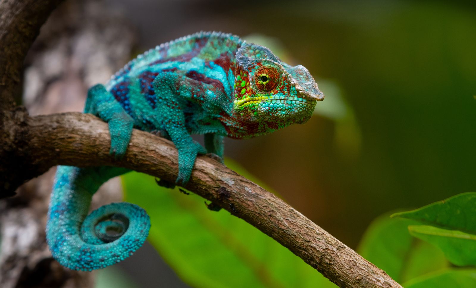 A Panther Chameleon displaying its vibrant colors a testament to its remarkable camouflage abilities