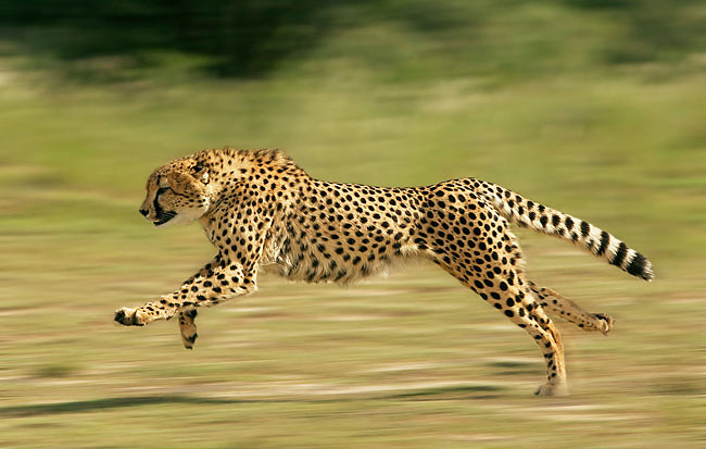 A cheetah demonstrating its incredible speed a direct result of evolutionary pressure from predation