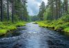 A pristine freshwater stream the lifeblood of a forest ecosystem