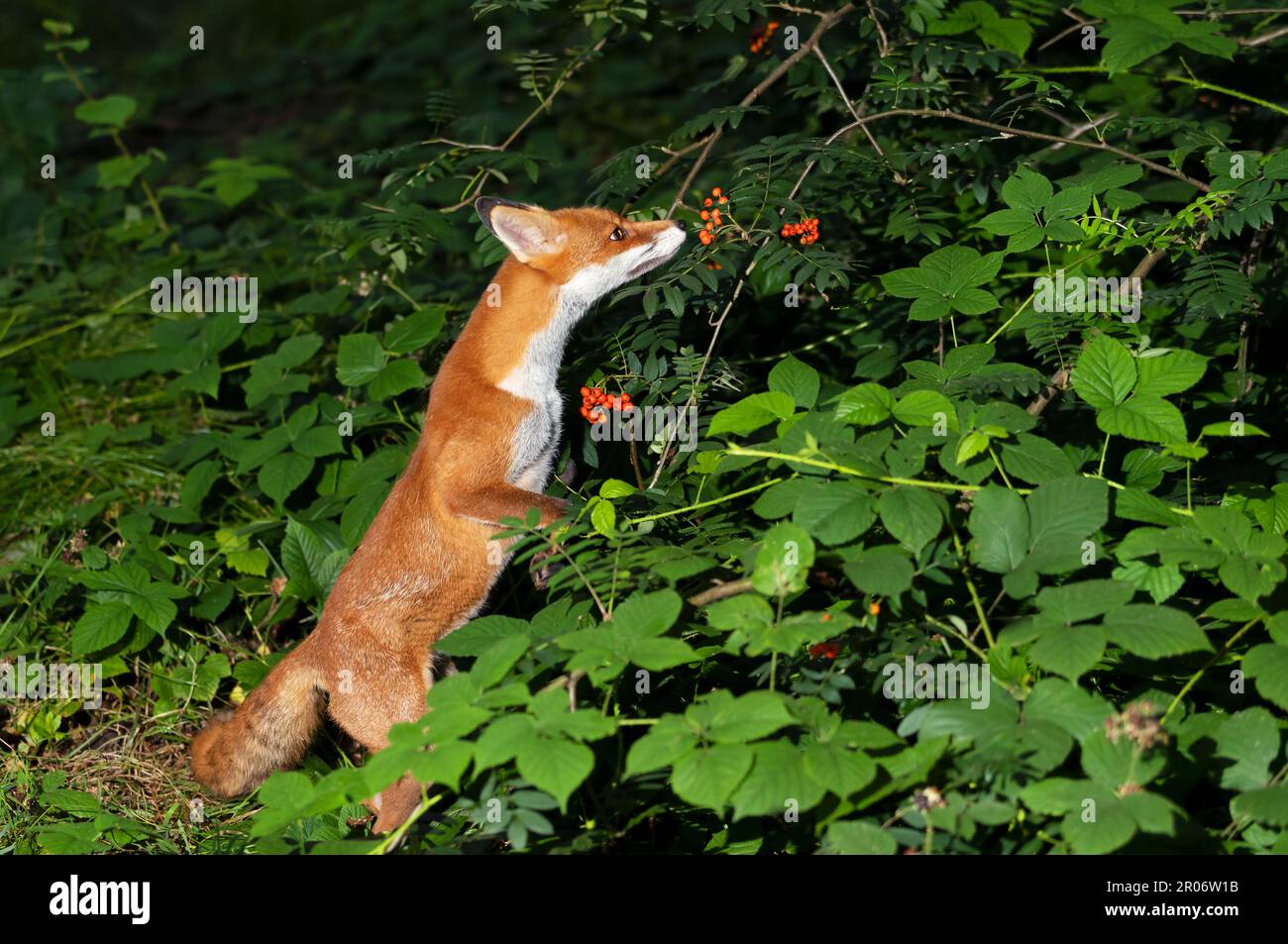 A red fox demonstrating its facultative carnivorous nature by supplementing its diet with berries