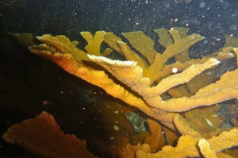 Mass coral spawning event releasing eggs and sperm into the water
