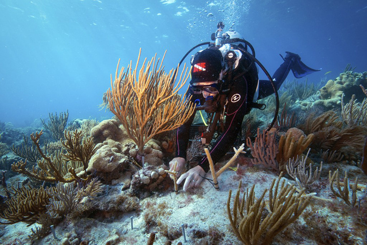 Divers are actively restoring damaged coral reefs by transplanting coral fragments