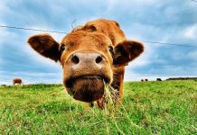 Ruminant Animals: Unlocking the Secrets of Their Unique Digestive Systems A cow chewing its cud in a lush green pasture