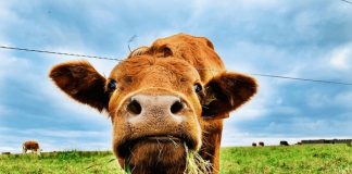 A cow chewing its cud in a lush green pasture