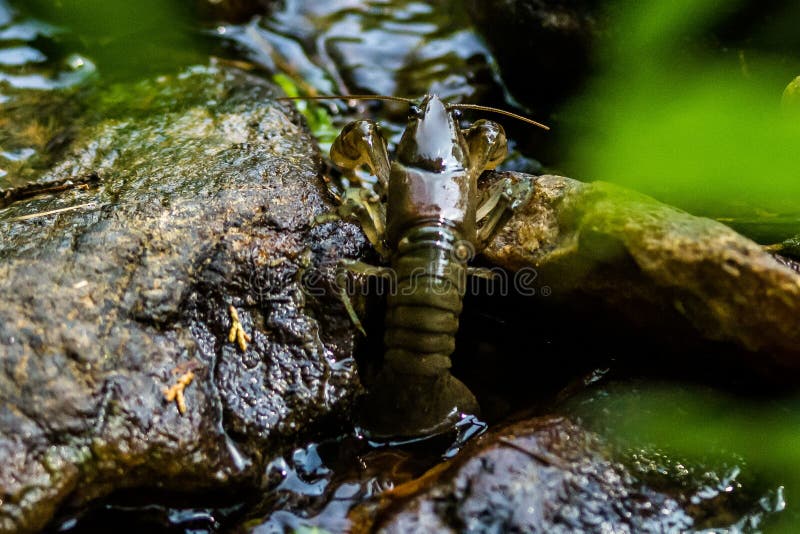 A crayfish crawling on rocks in a clear stream showcasing its scavenging behavior