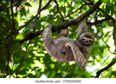 A threetoed sloth gracefully hanging from a branch showcasing its slow and deliberate movements