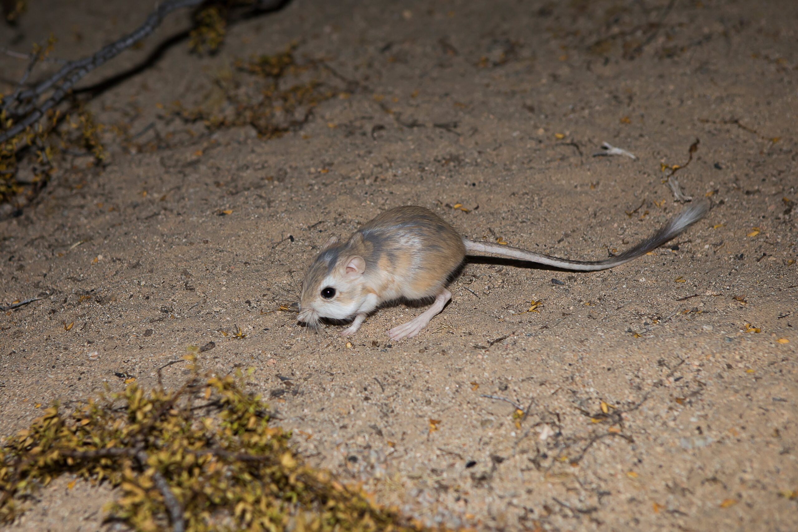 A kangaroo rat a master of water conservation foraging for seeds in the desert