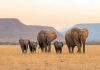 A family of African elephants silhouetted against a vibrant sunset