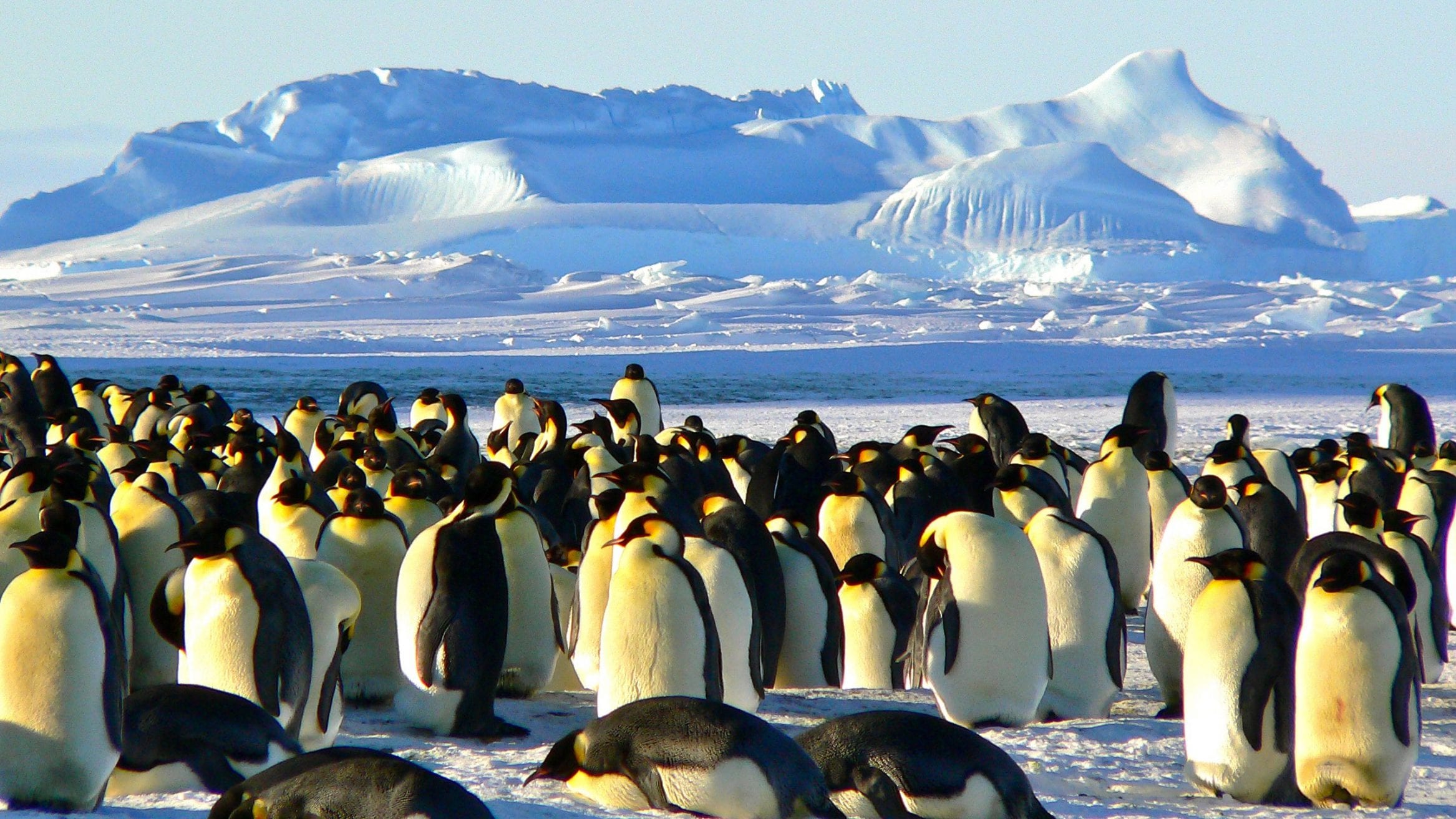 A colony of emperor penguins braving the harsh Antarctic winter