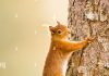 Forest Animals: The Ultimate Guide to Identification & Behavior A nimble squirrel demonstrating its arboreal adaptations