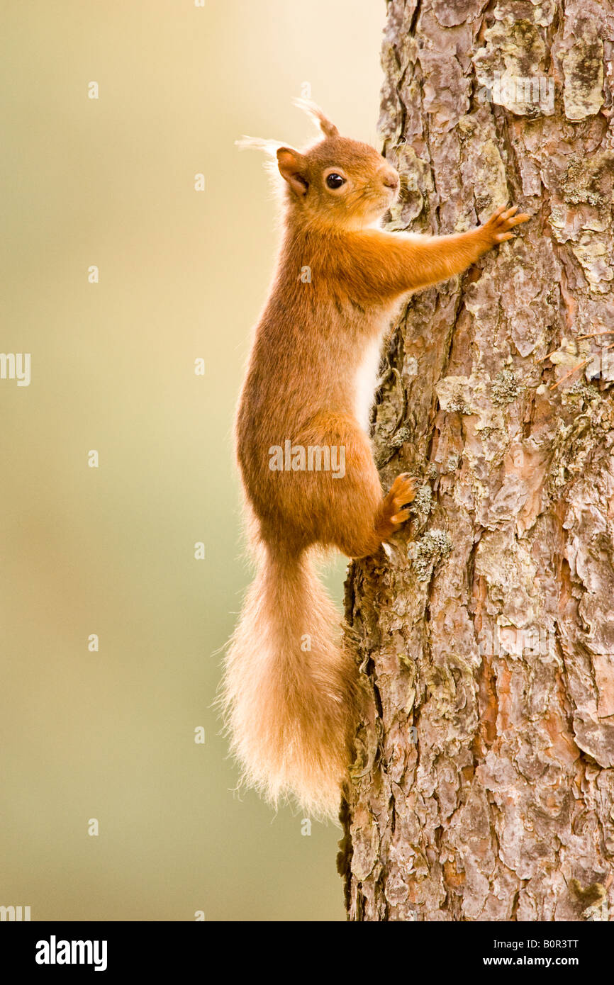 A nimble squirrel demonstrating its arboreal adaptations