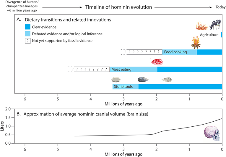 A timeline illustrating the evolution of human diet from early hominids to modern humans