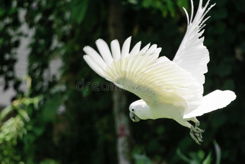 A vibrant Sulphurcrested Cockatoo soars against a blue sky