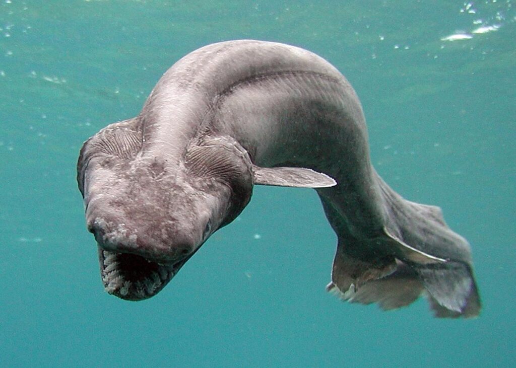 A Frilled Shark resembling a prehistoric eel