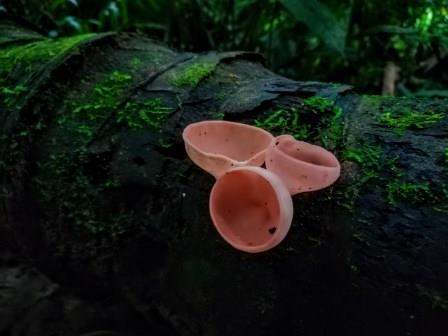 Fungi at work decomposing organic matter in the Amazon