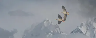 Barheaded Goose soaring over the Himalayas