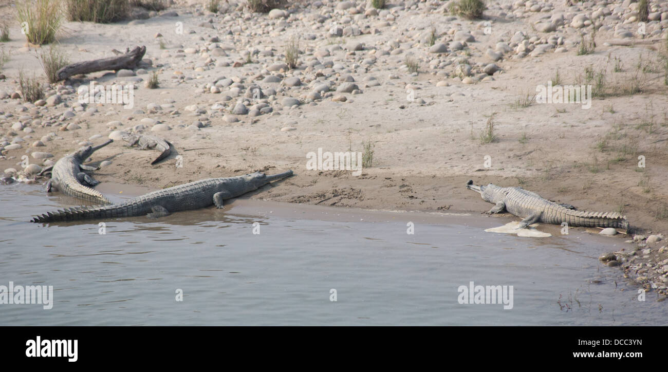 A majestic gharial basking in the sun showcasing its long slender snout
