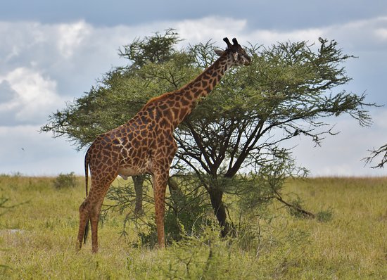 A giraffe gracefully browsing on acacia leaves demonstrating its long neck adaptation