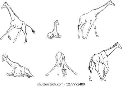 Giraffe drawing in a natural walking pose with shading and detail