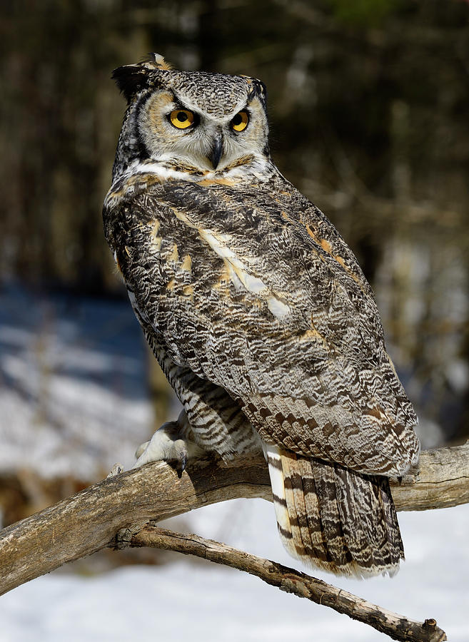 A majestic great horned owl perched on a snowcovered branch surveying its forest domain